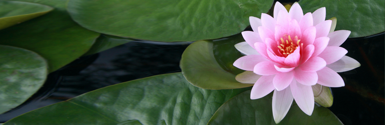 What does lotus mean in Mythology?