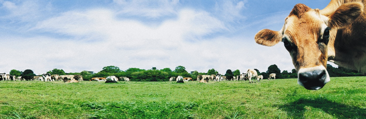 What is being done in the animal sector on AMR?