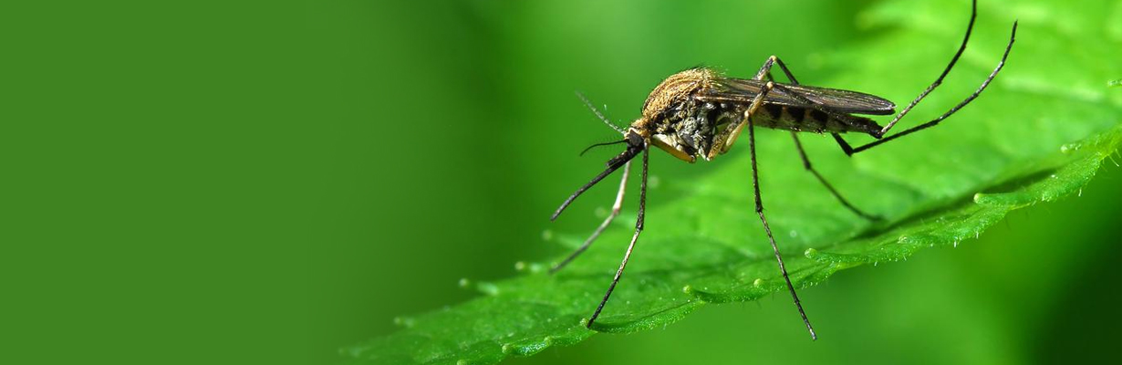 What is mosquito sutra?