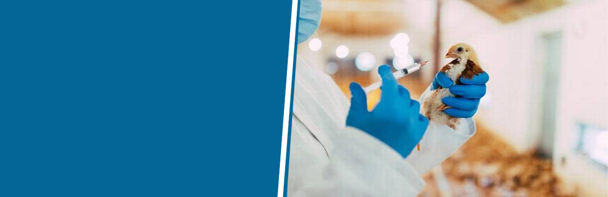 What is rational use of antibiotics in animals and birds?