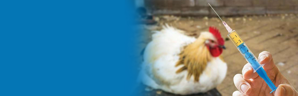 Why is colistin used in the animal industry?