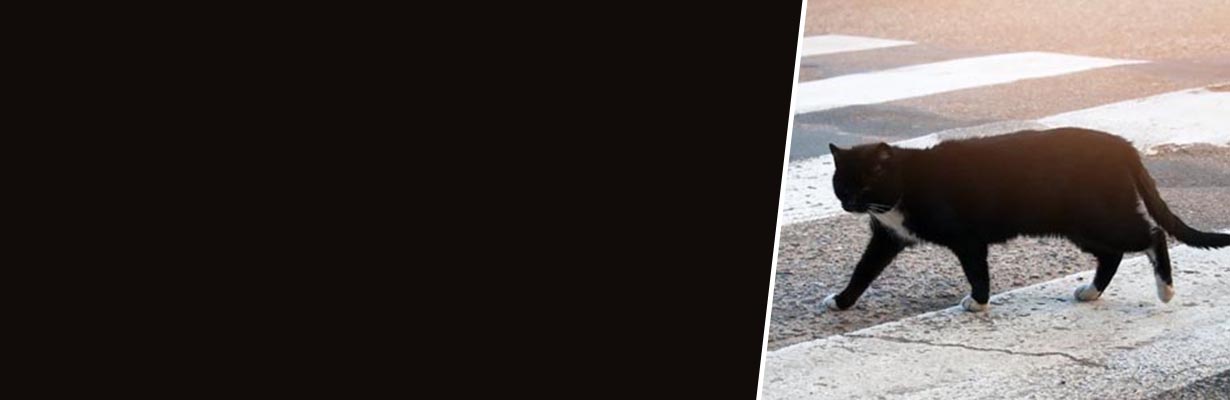 Why people say that Bili Ka Rasta katna is a bad omen?