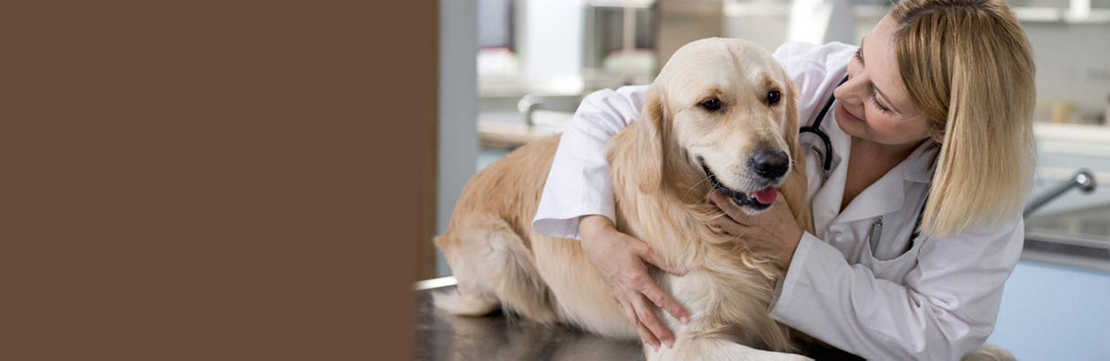 Can diseases that are exclusive to animals cause diseases in human as well?