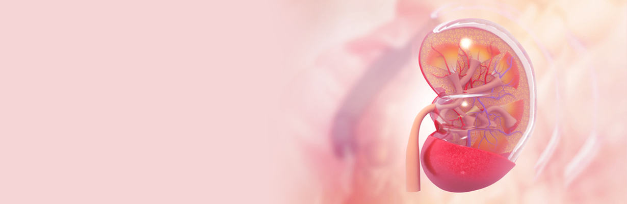 What are the tests included in kidney panel?