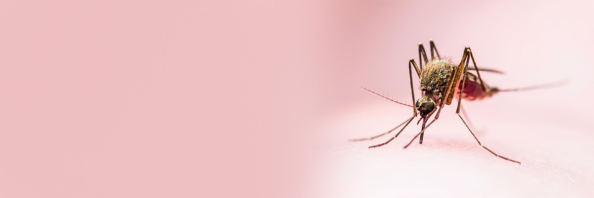 Malaria - Symptoms and Causes | Medtalks