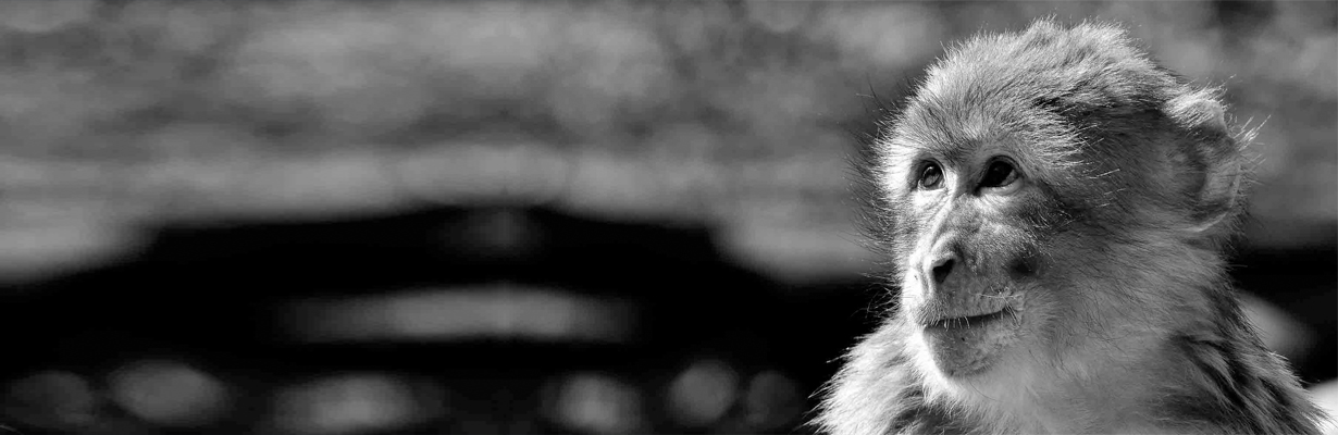 Is there a science behind the 100 monkey effect phenomena of the phenomena of a critical mass?