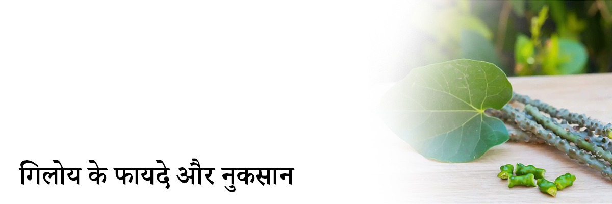 गिलोय के औषधीय गुण, फायदे और नुकसान | Giloy Benefits, Side Effects And Ayurvedic Uses In Hindi गिलोय के औषधीय गुण, फायदे और नुकसान | Giloy Benefits, Side Effects And Ayurvedic Uses In Hindi