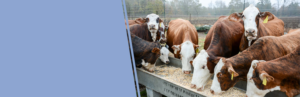 What are the common situations where antibiotics are used in animal husbandry?