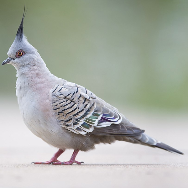 Is Bird Poop toxic to Humans
