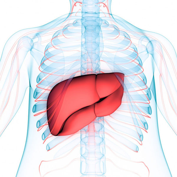 Pharmacological Therapy in NAFLD/NASH