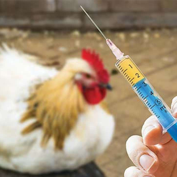 Why is Colistin used in animal industry? | Dr. Sunil Gupta